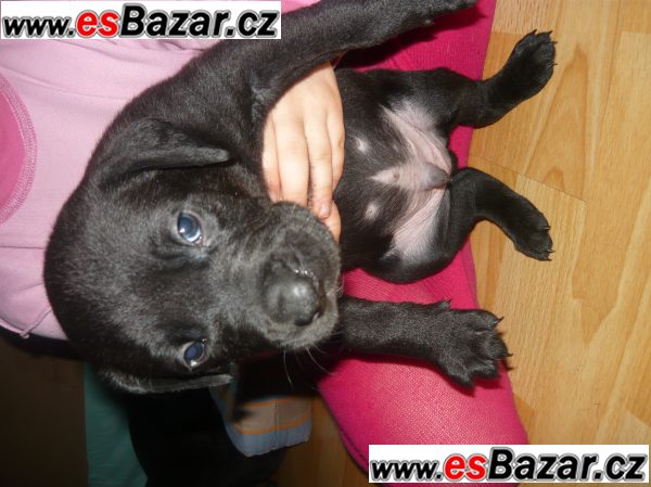 štěňata amstafa x labradorem, Kobyly – fotografie 1