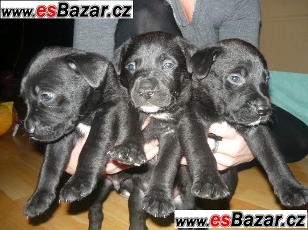 štěňata amstafa x labradorem, Kobyly – fotografie 2
