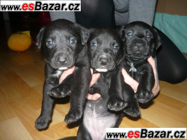 štěňata amstafa x labradorem, Kobyly – fotografie 3