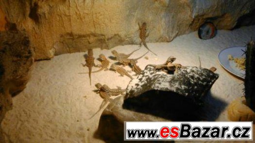 mláďata agamy vousaté – fotografie 1