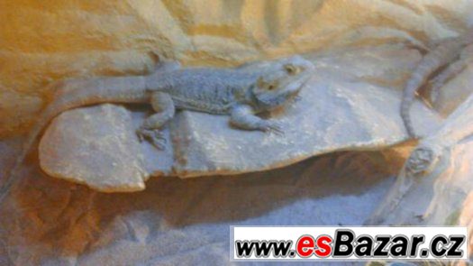 mláďata agamy vousaté – fotografie 3