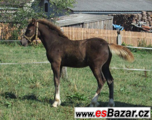 Welsh cob, welšský kob – fotografie 1