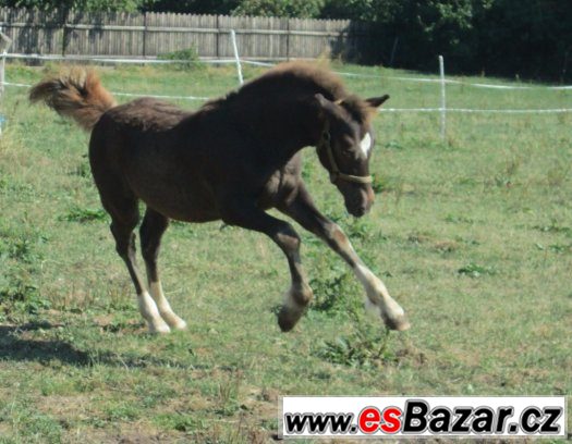 Welsh cob, welšský kob – fotografie 2