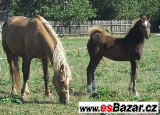 Welsh cob, welšský kob – fotografie 3