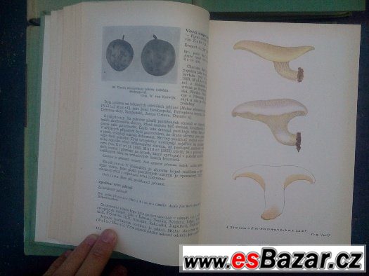Zemědělská fytopatologie, Naše jedovaté rosliny – fotografie 3