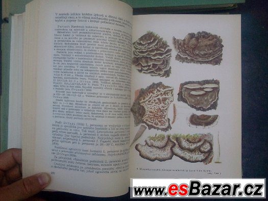 Zemědělská fytopatologie, Naše jedovaté rosliny – fotografie 4