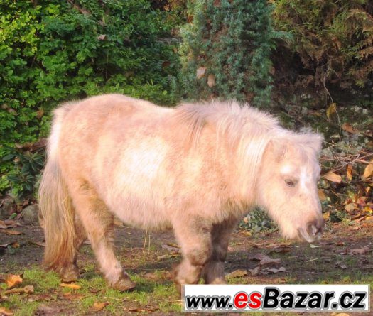 miniaturní kůň – fotografie 4