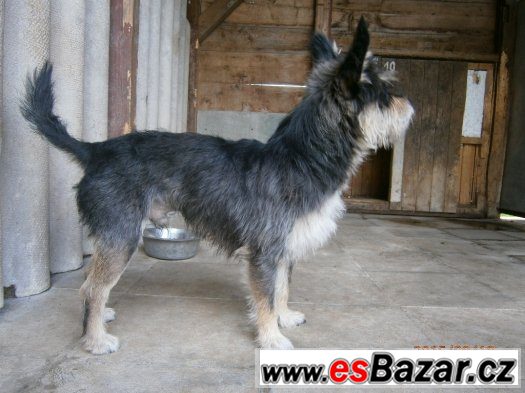 malý kříženec – fotografie 2