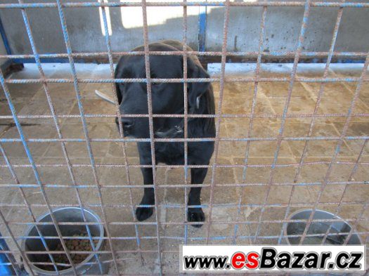 Labradorský retrívr – fotografie 3