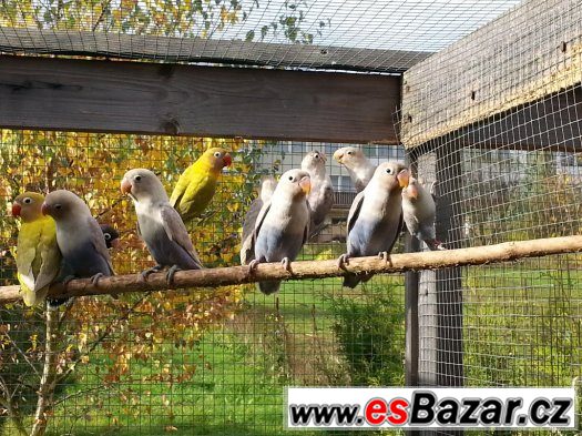 Prodám agapornis škraboškový a andulky – fotografie 1