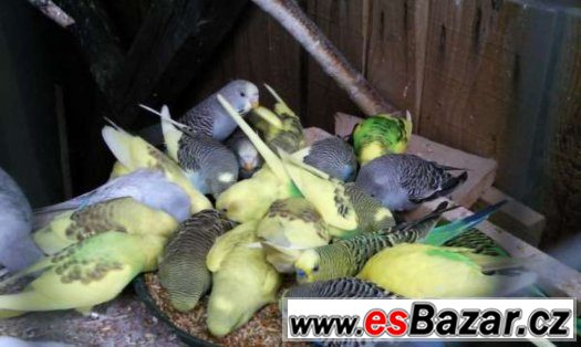 Prodám agapornis škraboškový a andulky – fotografie 2