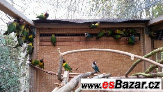 Prodám agapornis škraboškový – fotografie 2