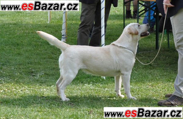 Labrador retriever – fotografie 2
