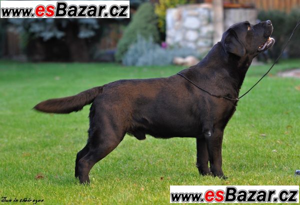 Labrador retriever – fotografie 3