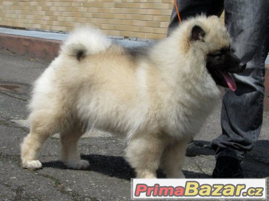 Německý špic vlčí / Keeshond – fotografie 2