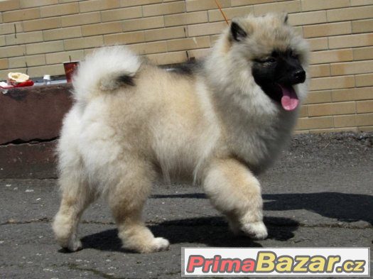 Německý špic vlčí / Keeshond – fotografie 3