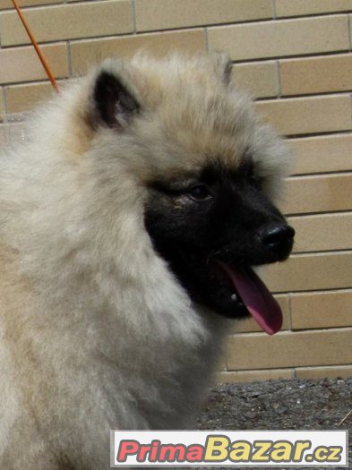 Německý špic vlčí / Keeshond – fotografie 4