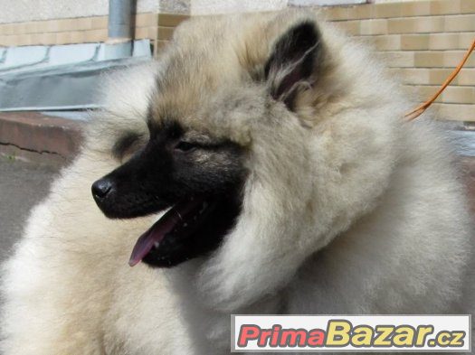Německý špic vlčí / Keeshond – fotografie 5
