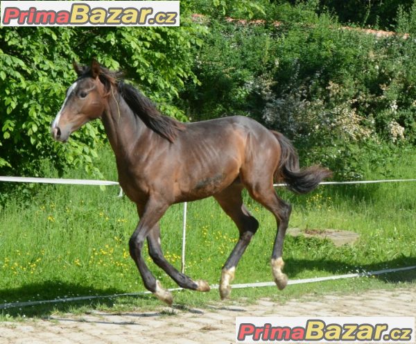 Jezdec – ošetřovatel – fotografie 1