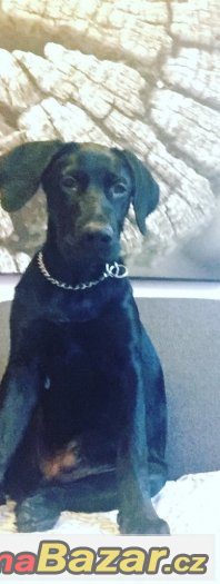 Daruji 5ti měsíční štěně labradora jmenem Marly (bez PP) – fotografie 2