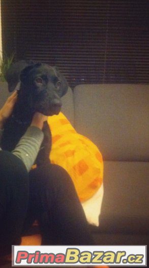 Daruji 5ti měsíční štěně labradora jmenem Marly (bez PP) – fotografie 3