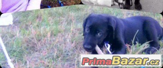 Daruji 5ti měsíční štěně labradora jmenem Marly (bez PP) – fotografie 4