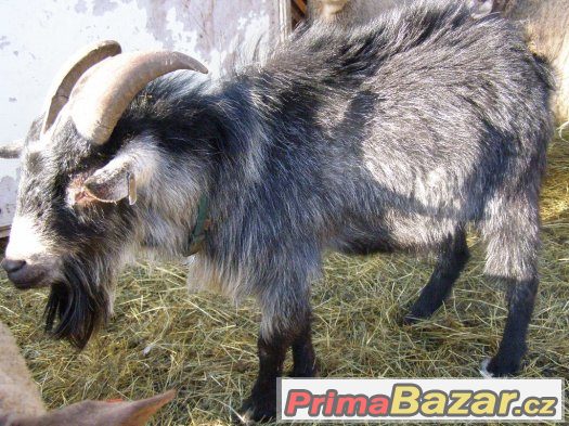 kamerunský kozel a koza(PRODANÁ) – fotografie 1