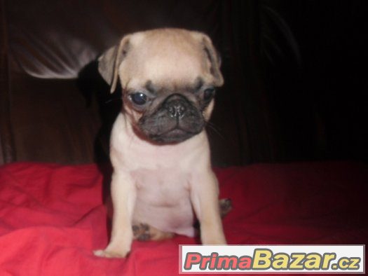 Mops – fotografie 1
