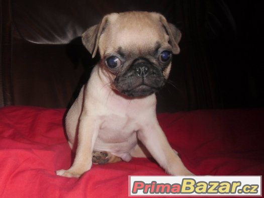 Mops – fotografie 2