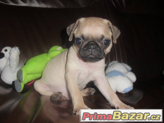 Mops – fotografie 3
