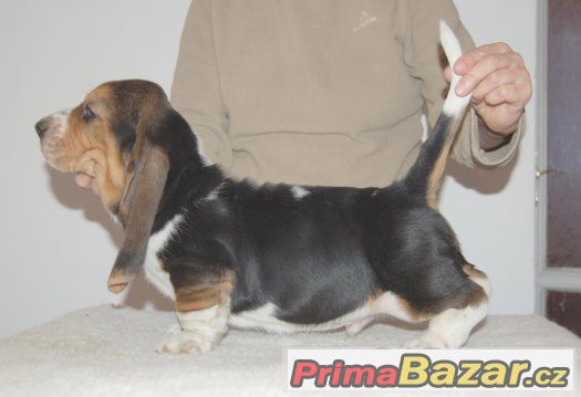 Basset hound - pejsek – fotografie 1