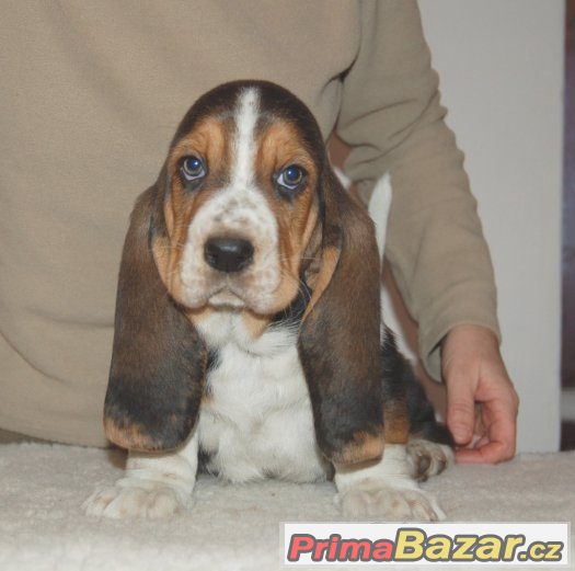Basset hound - pejsek – fotografie 2