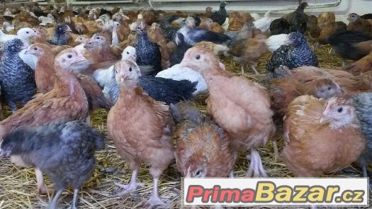 Kalimero Avi- násadová vejce – fotografie 1