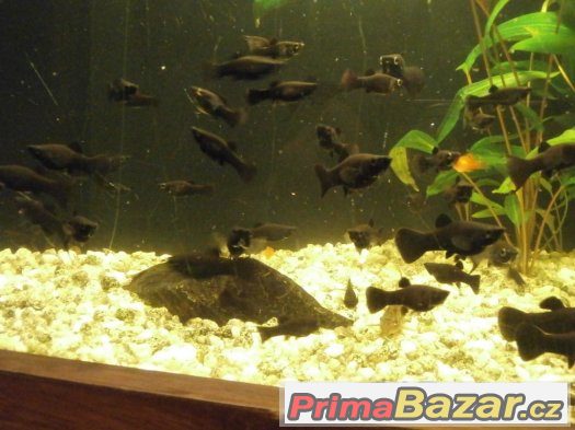 Black Molly - Poecilia sphenops – fotografie 3