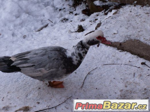 Prodám Pižmovky – fotografie 4