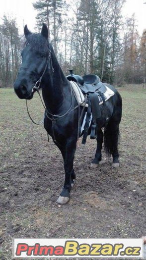 černé western sedlo – fotografie 2