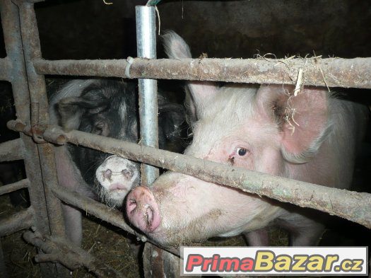 Prodám prase – fotografie 1