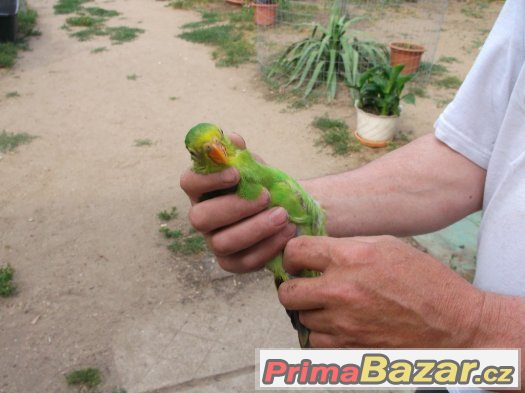 Prodej papoušků červenokřídlých – fotografie 2