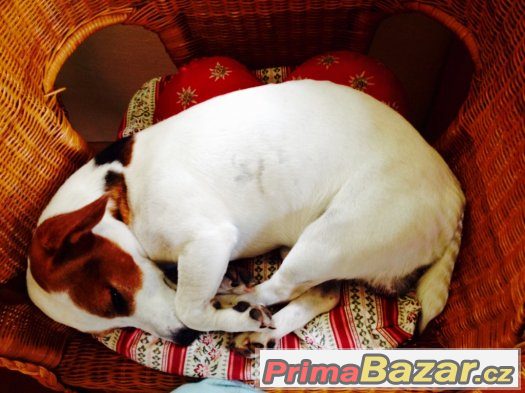 Jack Russell na krytí – fotografie 1