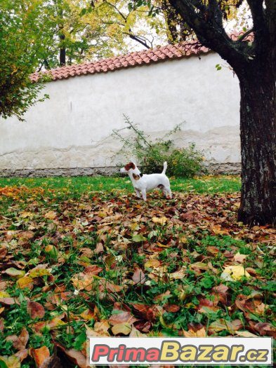 Jack Russell na krytí – fotografie 5