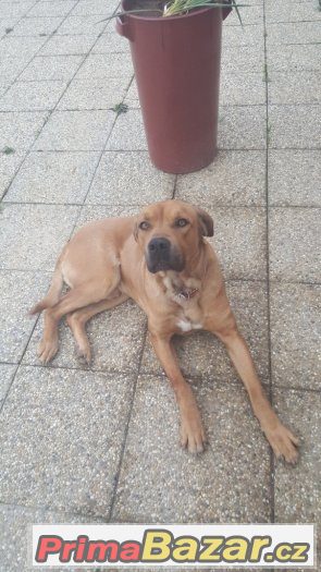 Darujeme Ridgebacka – fotografie 1