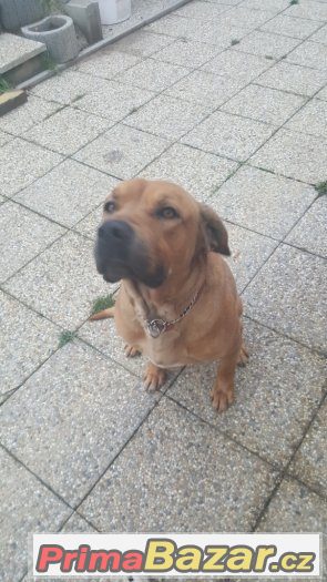Darujeme Ridgebacka – fotografie 2