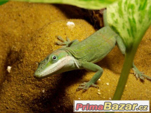 Anolis carolinensis – fotografie 1
