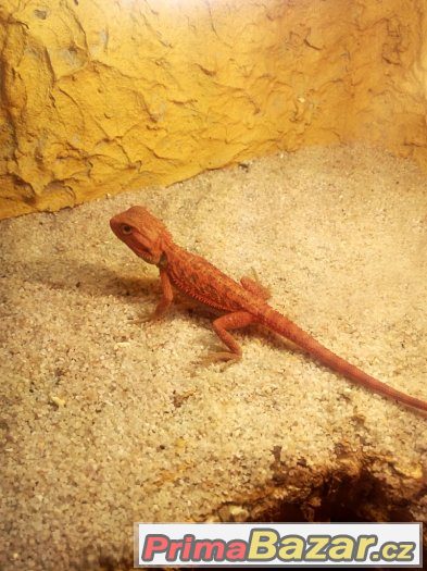 agama vousatá - red – fotografie 1