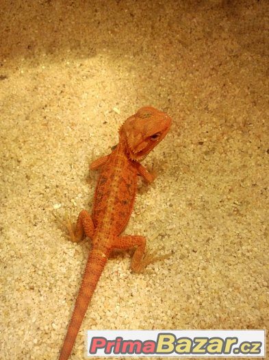 agama vousatá - red – fotografie 4