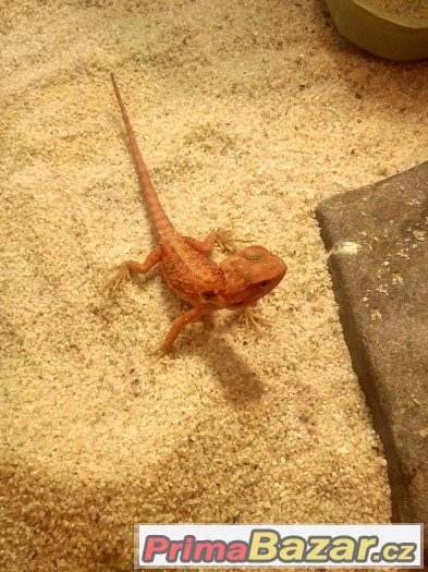agama vousatá - red – fotografie 5