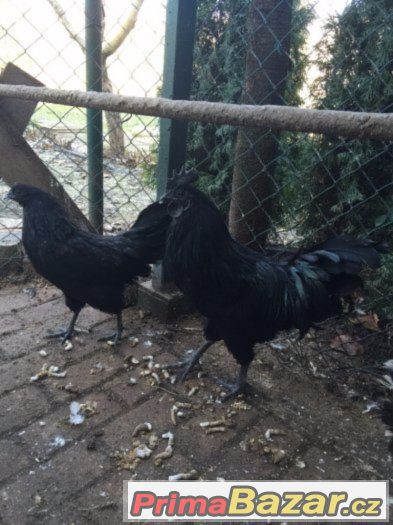 Ayam Cemani - Kohút – fotografie 1