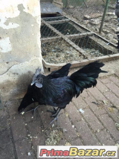 Ayam Cemani - Kohút – fotografie 2