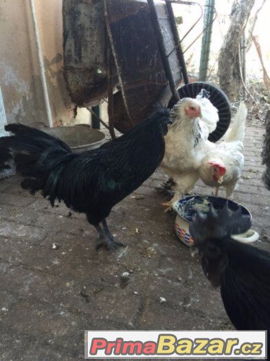 Ayam Cemani - Kohút – fotografie 4