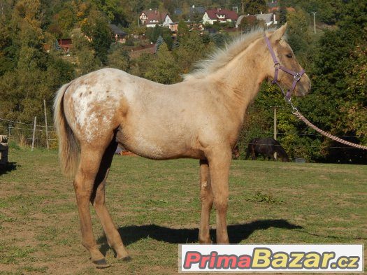 Appaloosa odstávče – fotografie 2